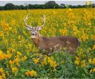 Sunn Hemp Seed for Deer Plots Cheap