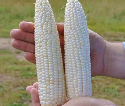 Glacial White Sweet Corn Vegetable Seed - 1000 seeds Discount