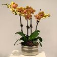 MV116 - Four Stem Phalaenopsis Orchid Planter Supply