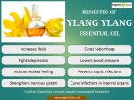 Herbal Choice Mari Organic Ylang Ylang Essential Oil; 0.3floz Glass on Sale