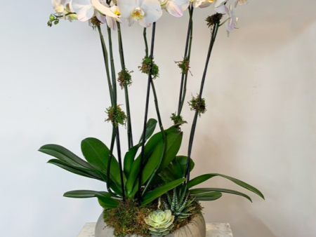 MV15 - Six Stem Phalaenopsis Orchid Planter For Cheap