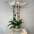 MV116 - Four Stem Phalaenopsis Orchid Planter Supply