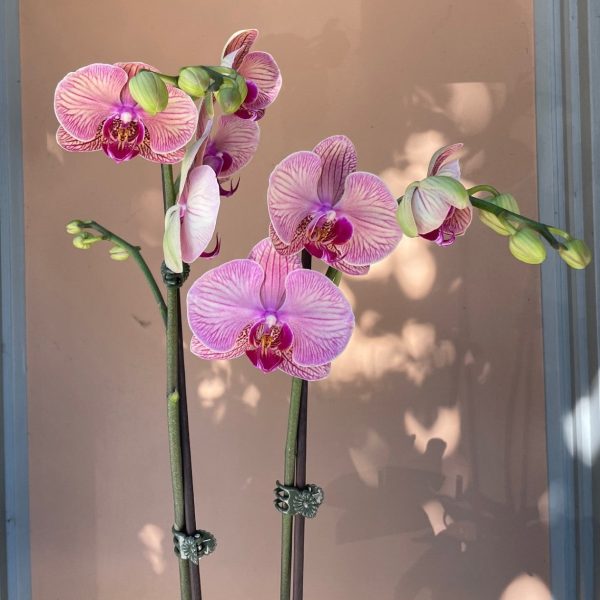 MV116 - Four Stem Phalaenopsis Orchid Planter Supply