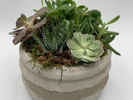 MV53 - Succulent Planter Cheap