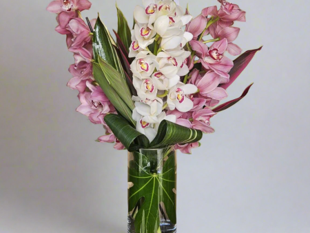 MV140 - Cymbidium Serenade Online