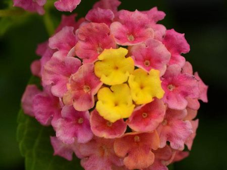 Landmark Sunrise Rose Lantana Online now