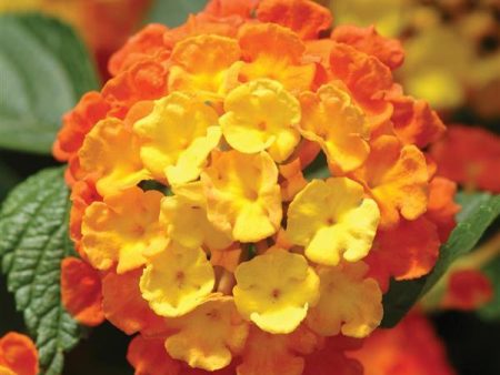 Landmark Citrus Lantana Cheap