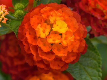 Landmark Red Lantana For Sale