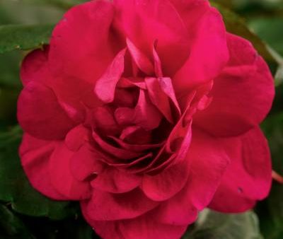 Silhouette Purple Impatiens Online Sale