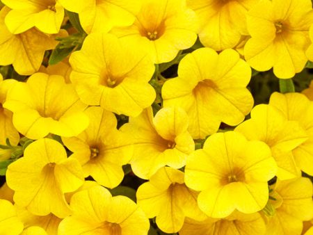 Superbells Yellow Calibrachoa (Million Bells) Cheap