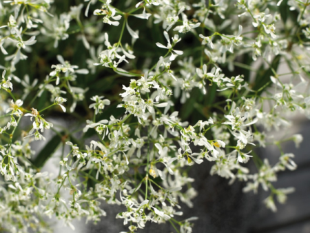 Euphoric Star Dust White Flash Euphorbia For Sale