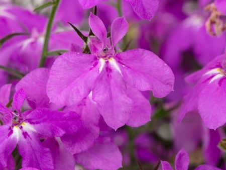 Hot+ Electric Purple Lobelia For Discount