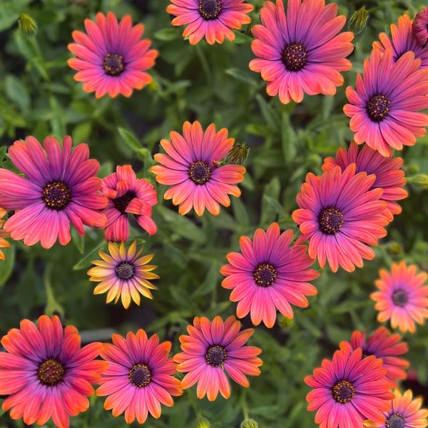 Zion Copper Amethyst Osteospermum (African Daisy) Discount