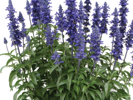 Sallyfun Blue Lagoon Salvia For Cheap