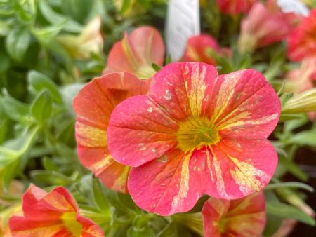 Superbells Tropical Sunrise Calibrachoa (Million Bells) Discount