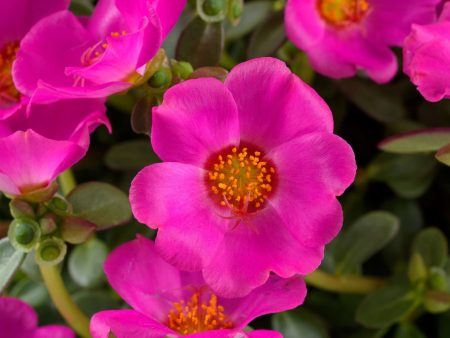 Pazzaz Nano Purple Portulaca Online now