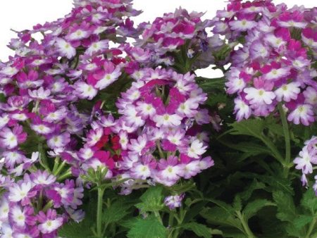 Wicked Mad Magenta Verbena Online now