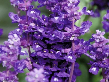 Icon Violet Salvia Discount