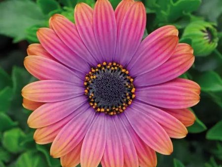 Zion Copper Amethyst Osteospermum (African Daisy) Discount