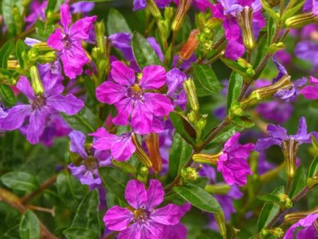 Enchantia Purple Cuphea (False Heather) Cheap