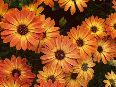 Zion Orange Burst Osteospermum (African Daisy) For Discount