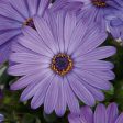 Zion Blue Denim Osteospermum (African Daisy) Sale