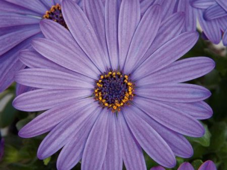 Zion Blue Denim Osteospermum (African Daisy) Sale