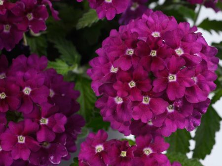 Vanessa Purple Verbena Online now