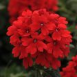 Firehouse Red Verbena Online Hot Sale