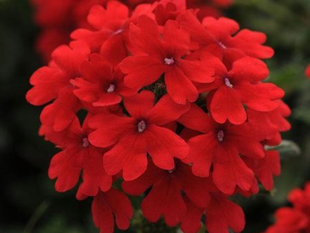 Firehouse Red Verbena Online Hot Sale