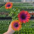 Zion Copper Amethyst Osteospermum (African Daisy) Discount