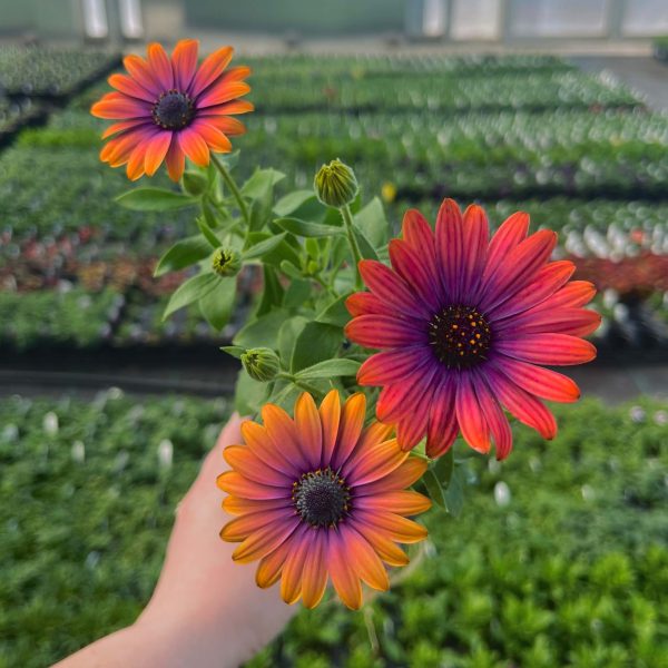 Zion Copper Amethyst Osteospermum (African Daisy) Discount