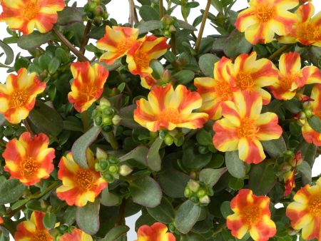 Pazzaz Nano Orange Twist Portulaca Online Sale