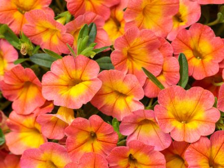 Superbells Coral Sun Calibrachoa (Million Bells) Cheap