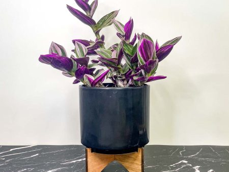 Nanouk Tradescantia (Inch Plant) Online Hot Sale